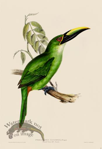 Peacock Groove-bill Aracari